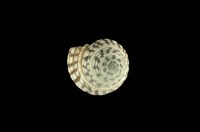 藏品(高腰車輪螺)的圖片